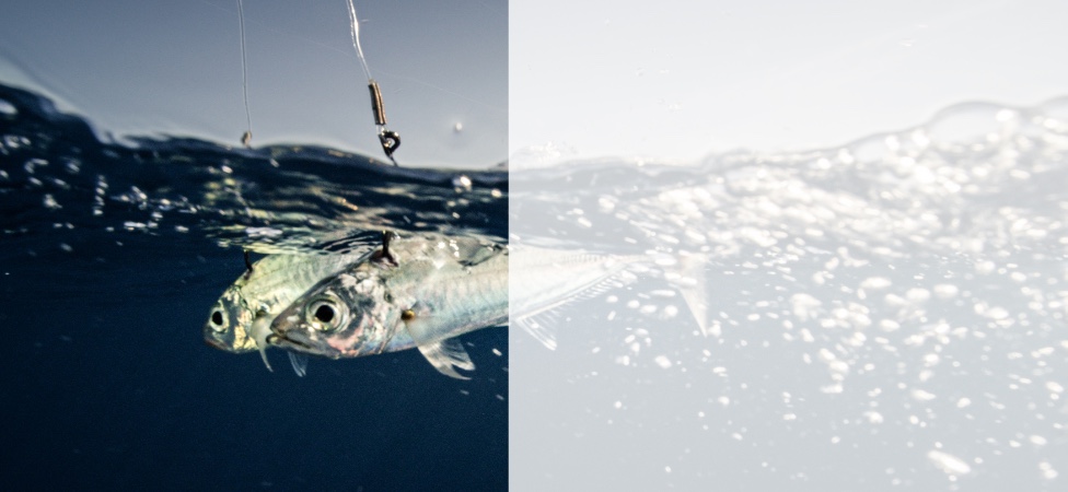 Mustad Rigs Mustad Rigs