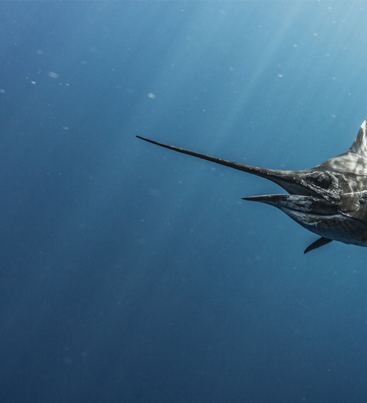 LAND COVERS 28% OF OUR PLANET. MUSTAD COVERS THE REST.